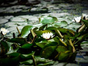 Best photos of the week (May 5 - May 11)