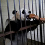 University students take care of giant pandas