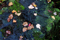Appreciating red leaves in early autumn