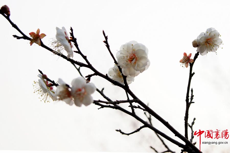 Plum Garden in Mountain Wan