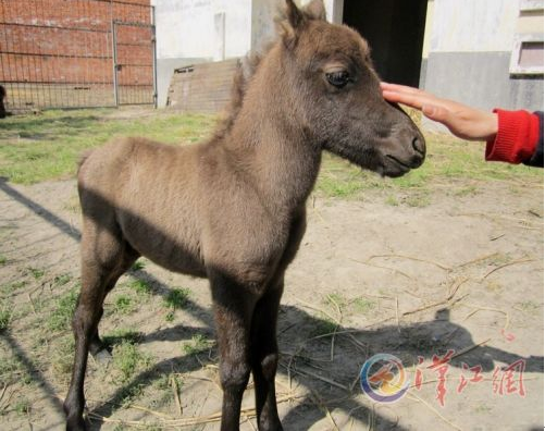 Baby pony born in Xiangyang Zoo