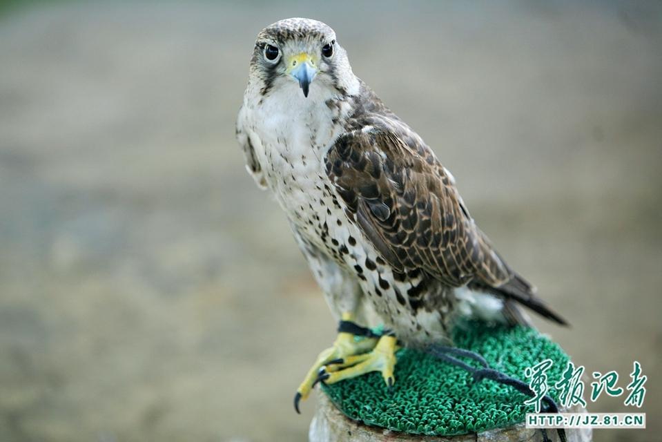 Trained Monkeys and Eagles Ensure Flight Safety for V-Day