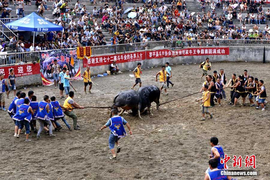 Crazy bullfighting in SW China