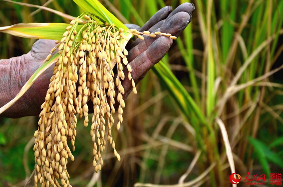 Shaanxi: Harvest is as beautiful as a picture