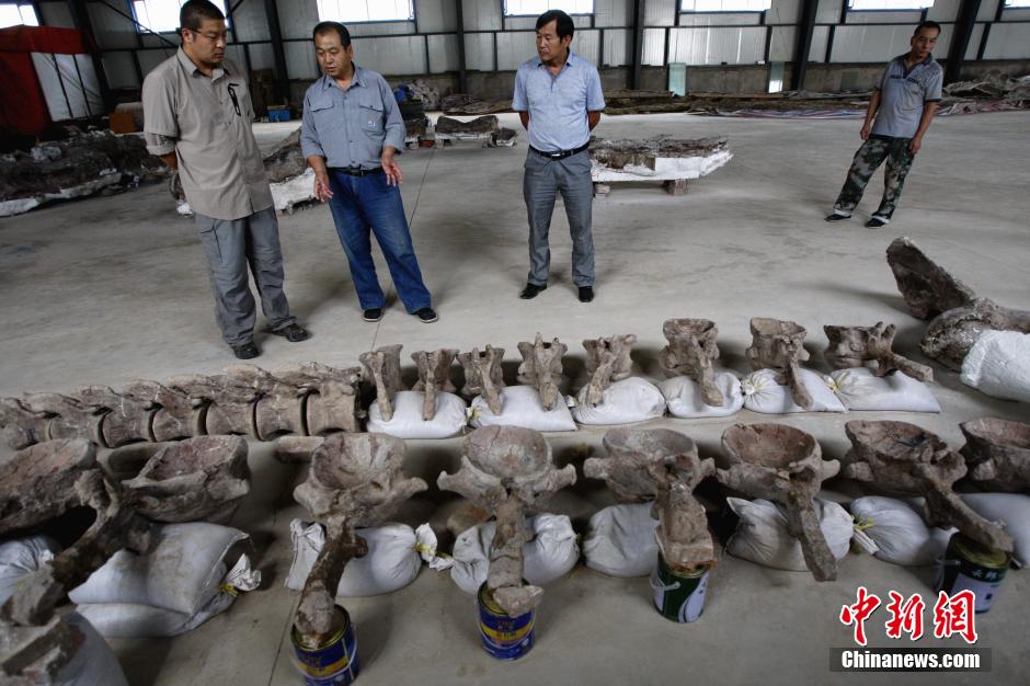 Largest Jurassic dinosaur fossil in China expected to be shown next year