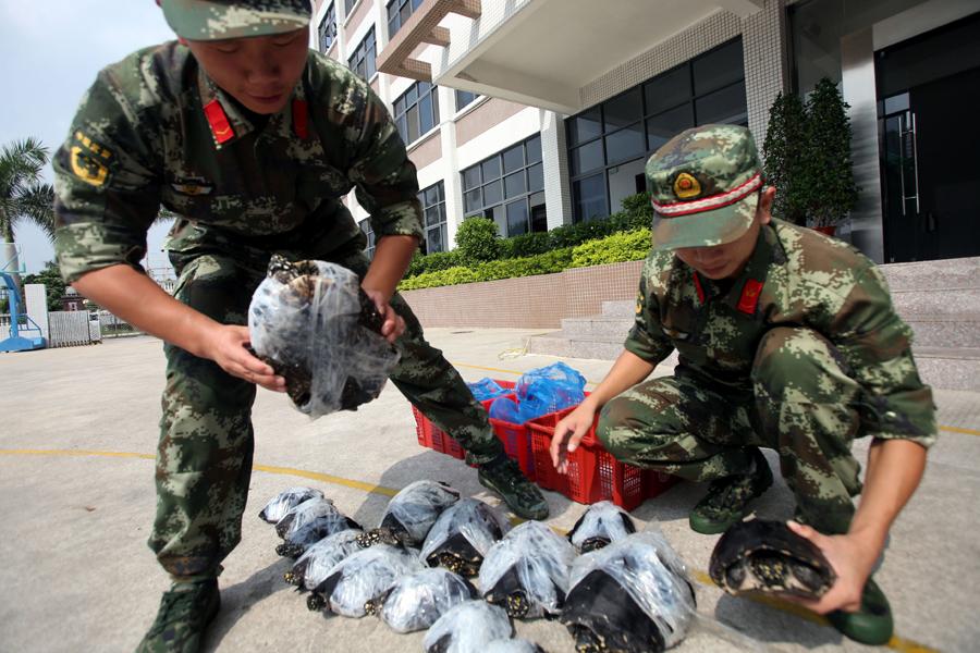 Police seizes 282 smuggled rare turtles in Shenzhen