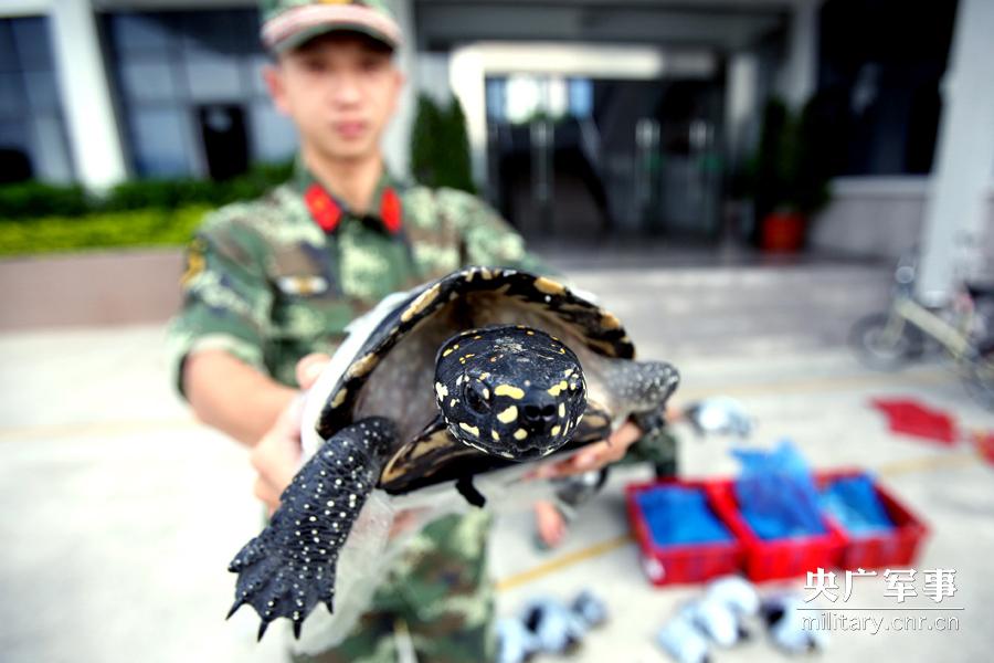 Police seizes 282 smuggled rare turtles in Shenzhen