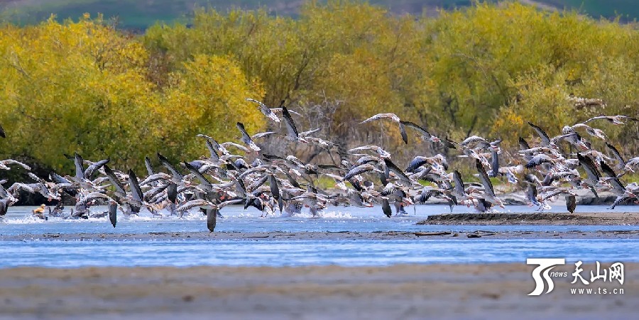 Demoiselle cranes return in Ili,Xinjiang