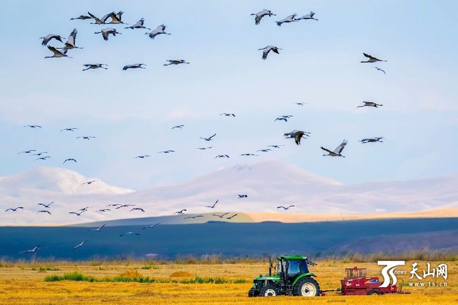 Demoiselle cranes return in Ili,Xinjiang