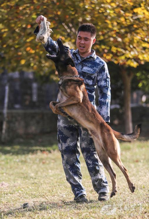 Military dogs of PLA Air Force in training