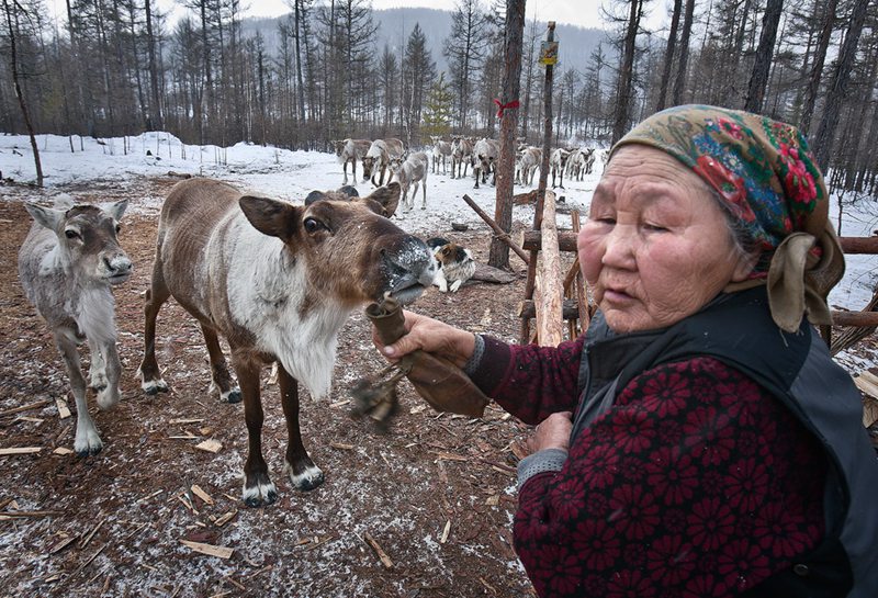 Photo story: A mysterious minority group which raises reindeers