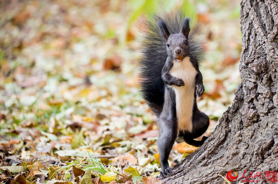 Cute squirrel melts your heart