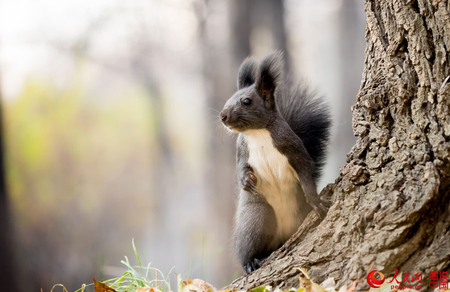 Cute squirrel melts your heart