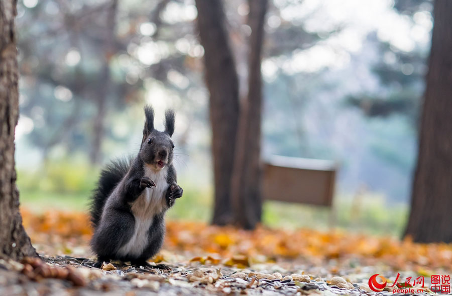 Cute squirrel melts your heart