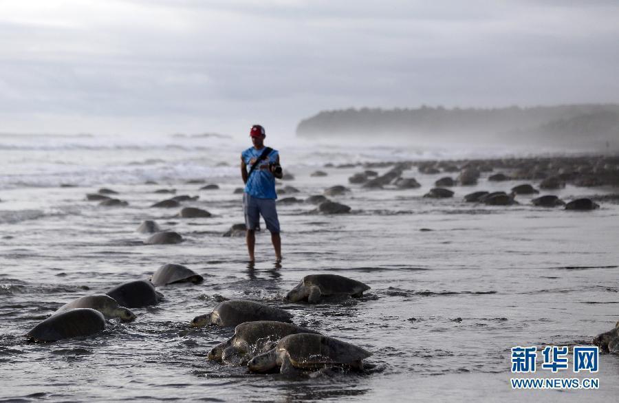 Thousands of Olive Ridley sea turtles lay eggs on Costa Rican coast
