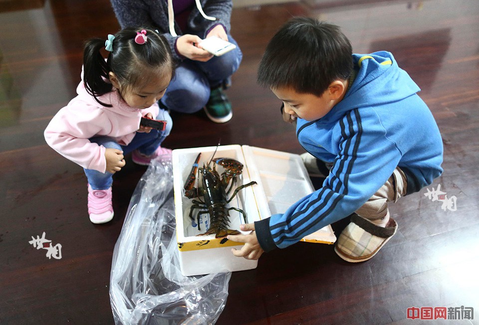 The trip of a lobster