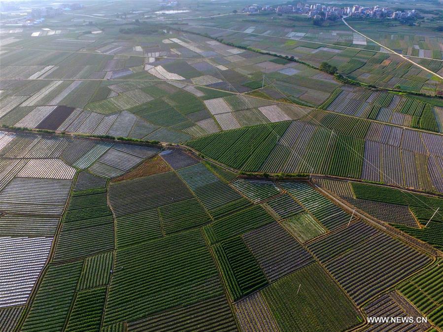 In pics: farmland scenery of Tianzhou Township, S China's Guangxi