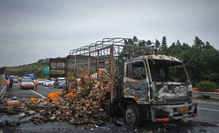 2,000 live ducks turned into roast ducks after truck catches fire