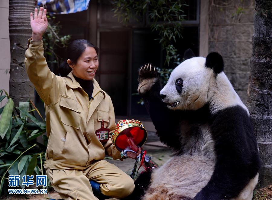 Oldest giant panda Basi celebrates 35th birthday