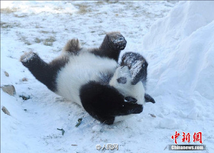 Excited pandas play snowballs in their new home in Jilin
