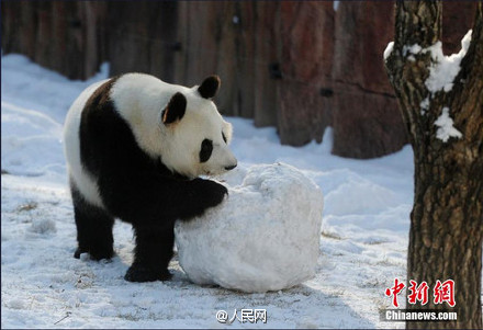 Excited pandas play snowballs in their new home in Jilin
