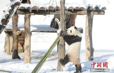 Excited pandas play snowballs in their new home in Jilin
