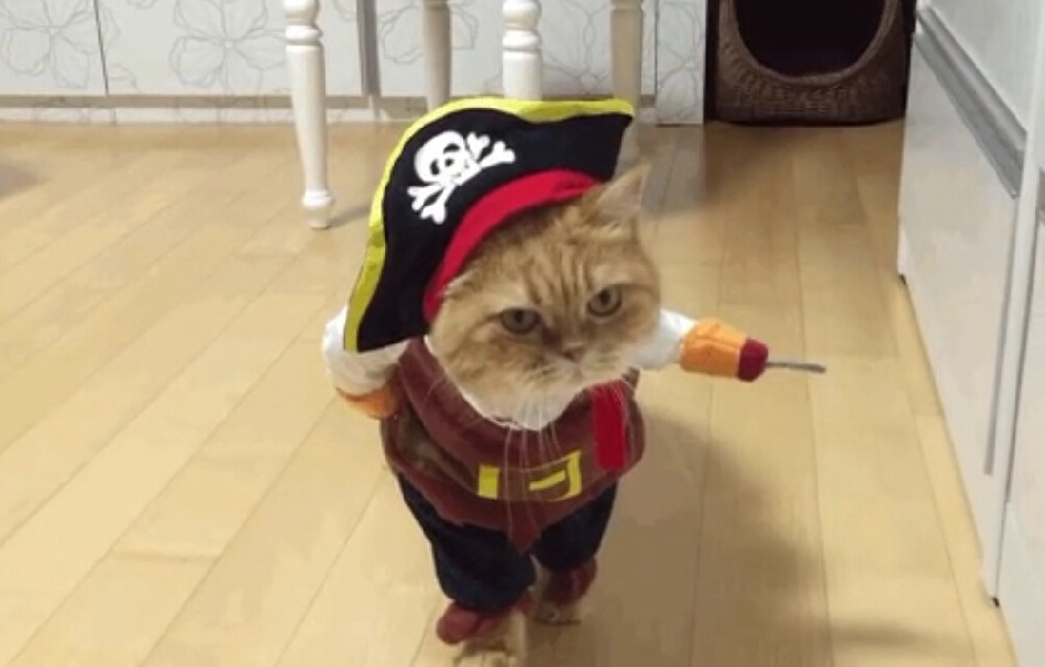 Awkward moments of cats