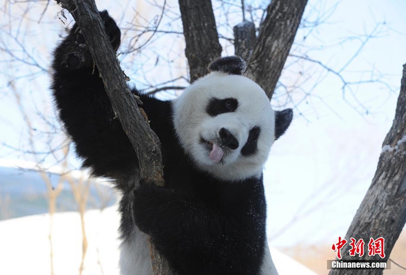 Giant pandas play with snow in NE China