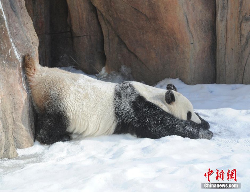 Giant pandas play with snow in NE China