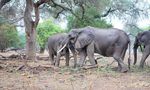 Chinese NGO’s anti-poaching efforts met with resistance in Zimbabwe