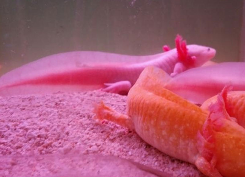 Look at the cutest dinosaur fish in Hubei!
