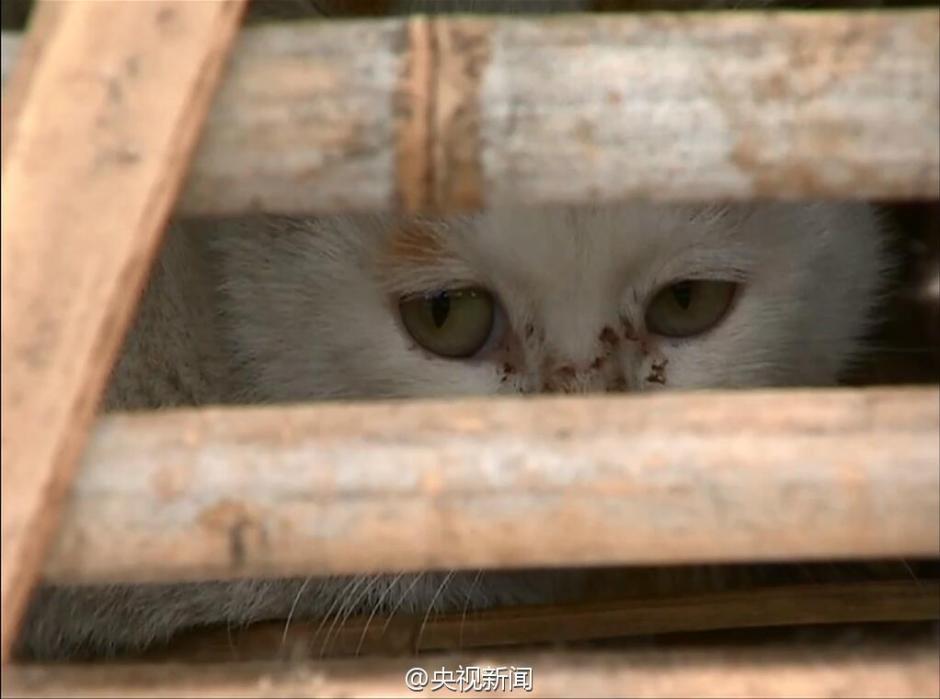 2,000 stolen cats saved by animal protection volunteers in E China