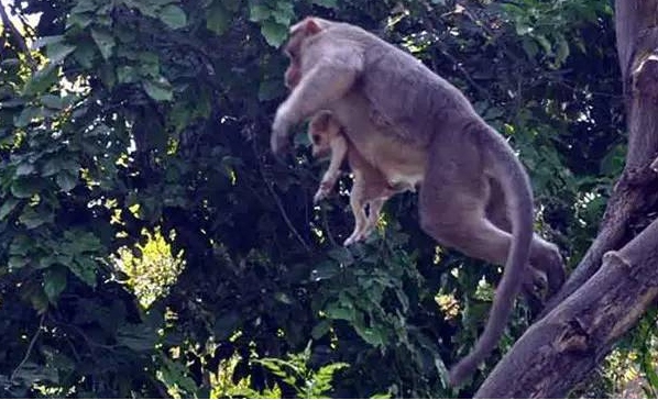 Monkey who adopts a puppy touches the world