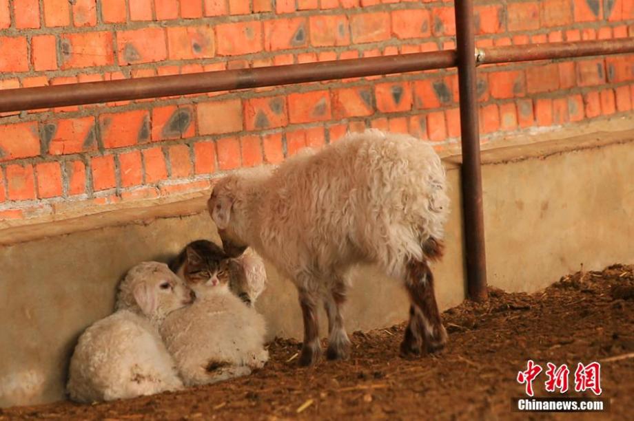 Cat cuddles with sheep to keep warm 