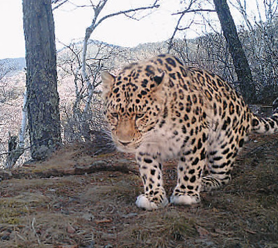 NE China clearing space for resurgent endangered species