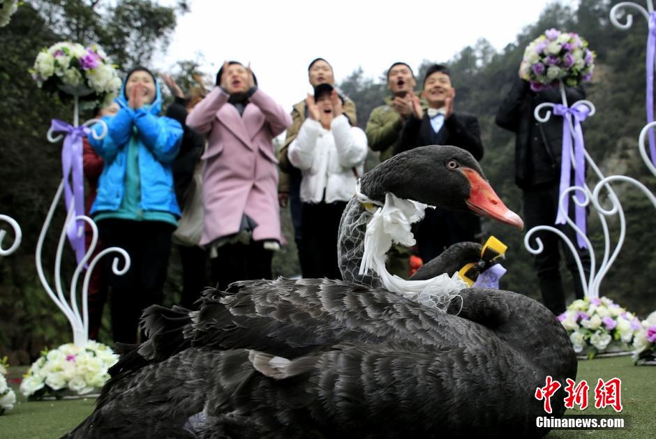 Wedding held for two black swans in Zhangjiajie