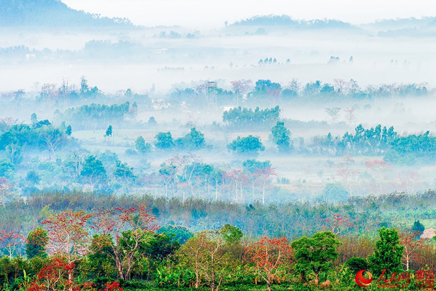 Beautiful Kapok flowers bloom in Hainan
