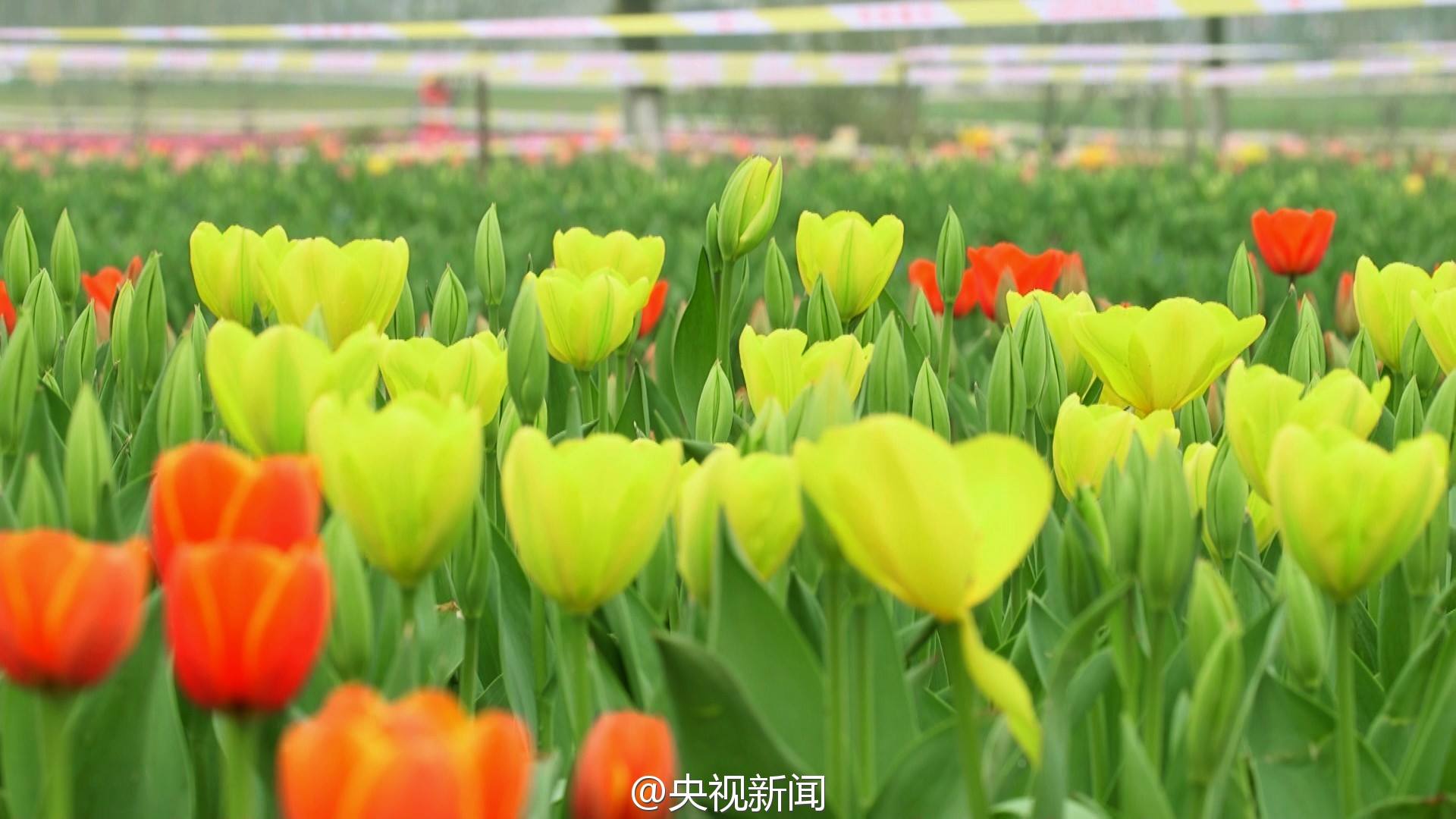 Tulip season in southeast China's Jiangxi province