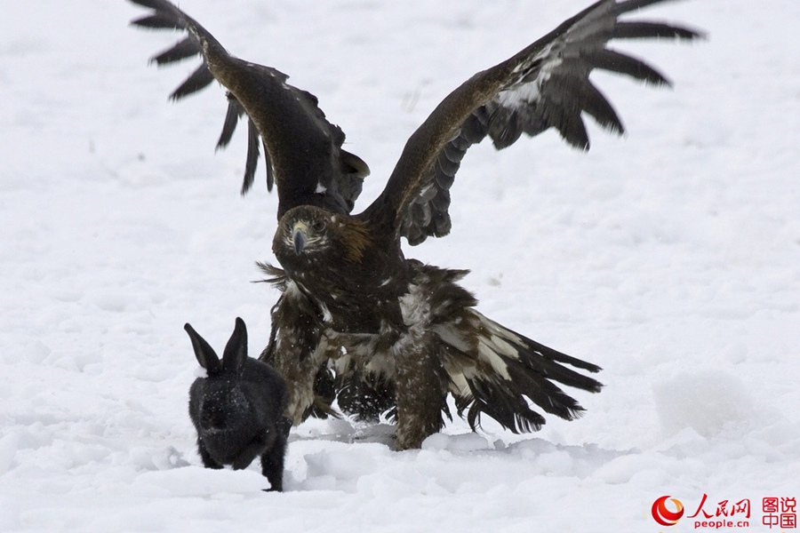 Charming folk customs in Kalajun Grassland
