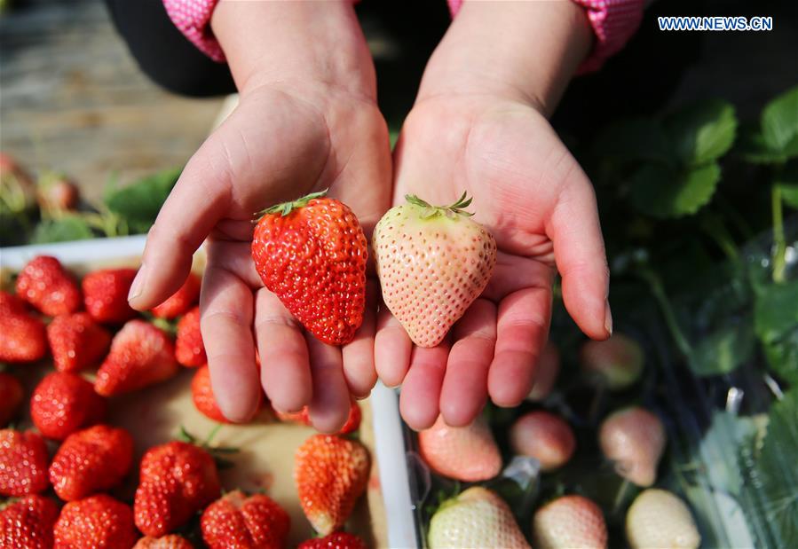 White strawberry becomes a new hit in ?China
