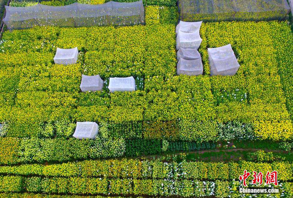 Creative patterns designed in rape flower fields in SW China
