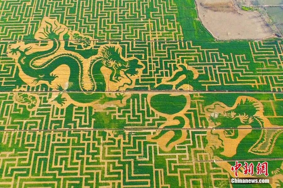 Imperial Dragon Robe Painted with Rape Flowers