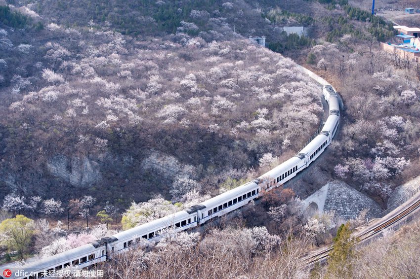 Train rides through blossoms