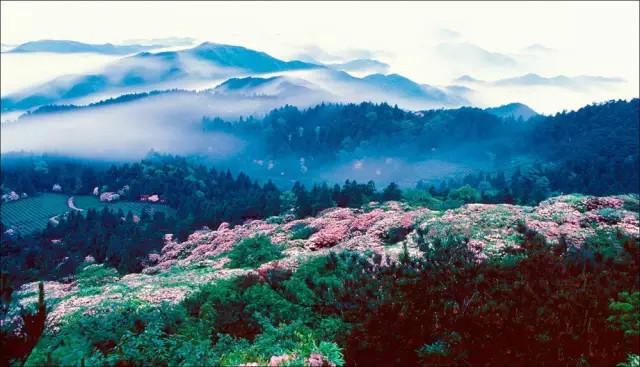 The most beautiful forest trails in East China's Zhejiang