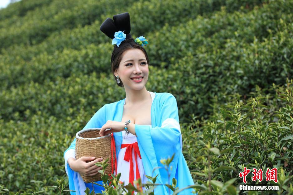 Beauties wearing Tang dynasty costume pick tea leaves 