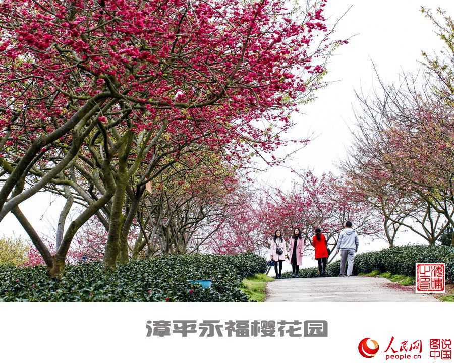 Beautiful view of cherry blossoms in SE China