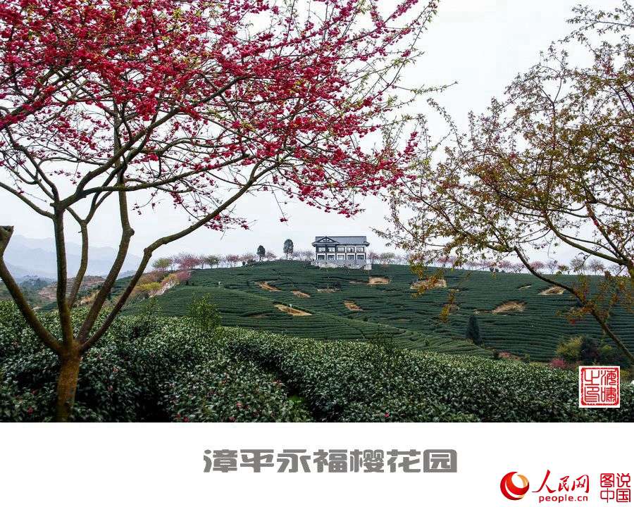 Beautiful view of cherry blossoms in SE China