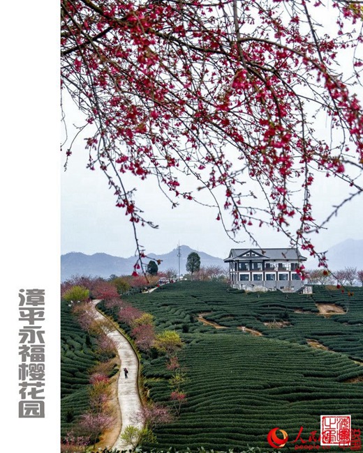 Beautiful view of cherry blossoms in SE China