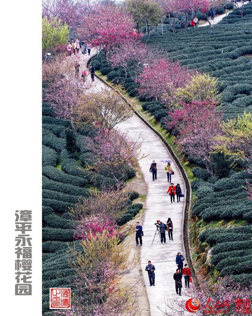 Beautiful view of cherry blossoms in SE China
