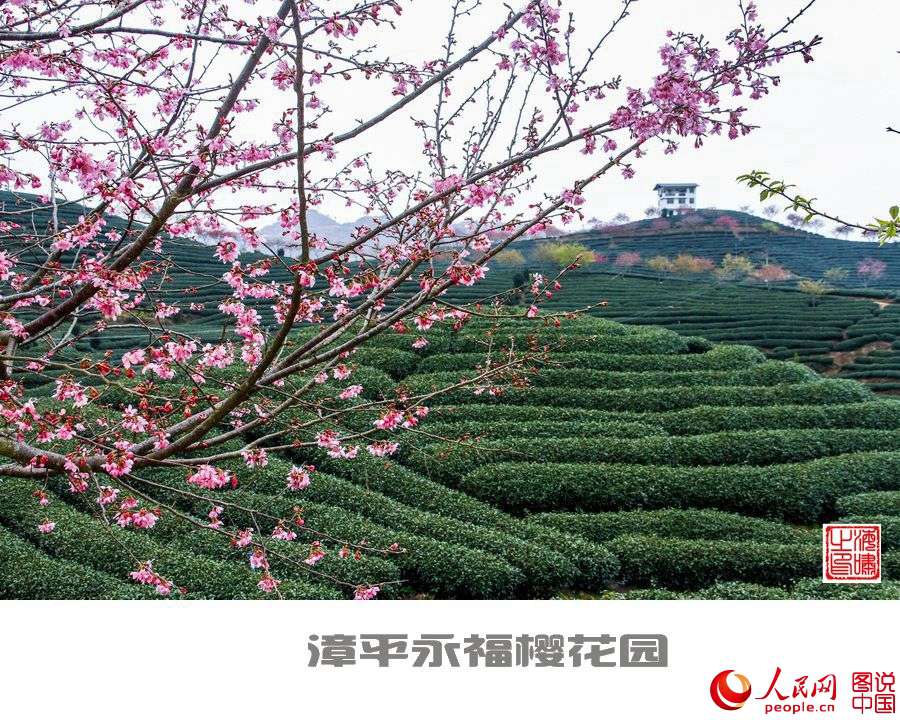 Beautiful view of cherry blossoms in SE China